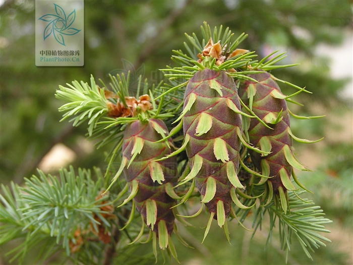 �����ɵĹ���